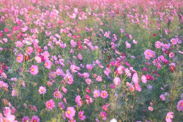 コスモス畑