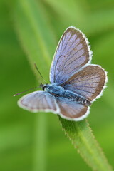 butterfly on a leaf