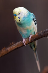 Male Budgerigar or Parakeet (Melopsittacus undulatus)