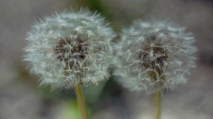 The two white buds in June, and dandelion