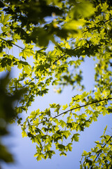 Fototapeta premium green tree leaves