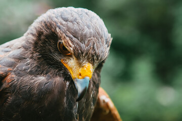 Parabuteo unicinctus - Harris's Hawk