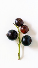 Decorative branch of black currant on wooden background