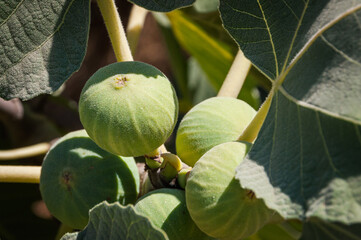 Young green fig tree fruits on a branch