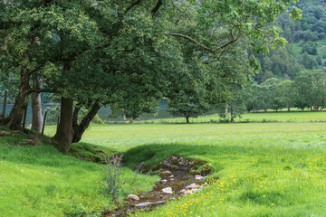 tree in the park