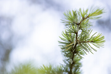 detail of needle-like plants