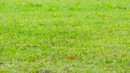 Grass background image that is on the lawn.