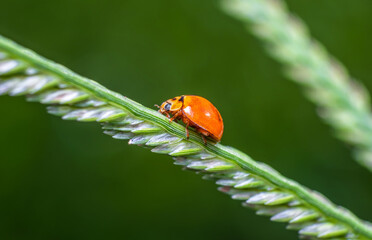 Closed up macro, Beautiful nature of a ladybug on the fresh grass in the morning time (spring or summer season) in Thailand with copy space with blurred background. Insect and refreshment concept
