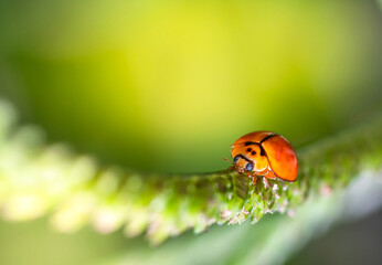 Closed up macro, Beautiful nature of a ladybug on the fresh grass in the morning time (spring or summer season) in Thailand with copy space with blurred background. Insect and refreshment concept