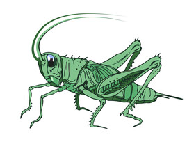 Illustration of a cricket. Detailed color image of a cricket, grasshopper, isolated on a white background.