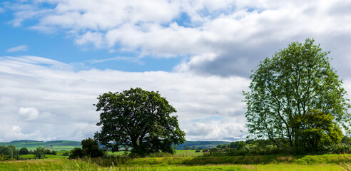 tree in the field