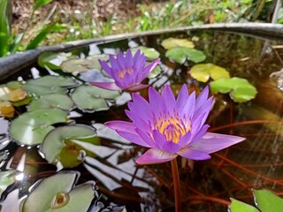two purple lotus