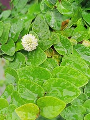 white flower and fresh green leaves