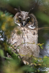 long-eared owl