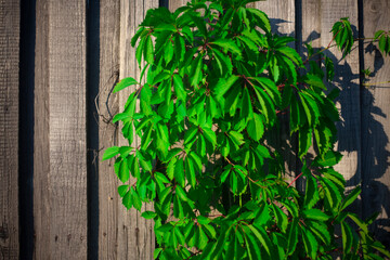 Green plant on a wooden fence.