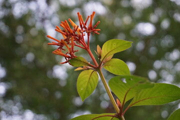 red maple leaves
