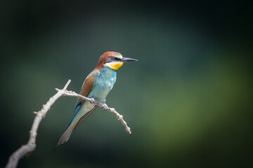 
Bee-eaters