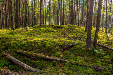 Trunks of pine trees in the forest lit by the sun. Natural background