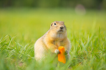 Gopher with carrots in meadow