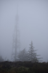 Trees and a radio tower in fog
