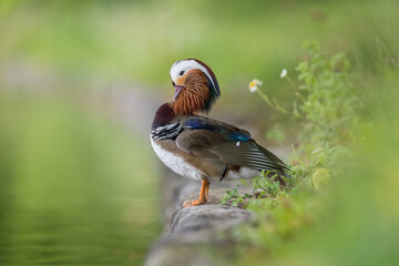 Mandarin