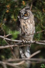 Owl