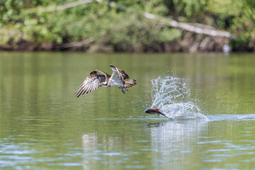 osprey