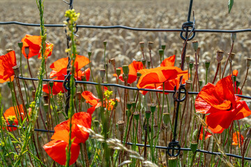 poppy flowers in the field