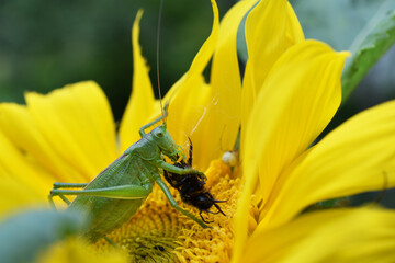 Heuschrecke beim Verspeisen einer Hummel auf Sonnenblume, Heupferdchen frisst Hummel, Grashüpfer jagt Insekt
