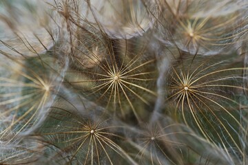 Macro photo of dandalion seeds