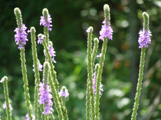 flowers of lavender