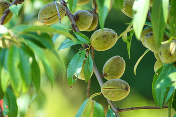 green almond s, fruits on the tree
