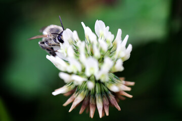 Wild bee (Melitta leporina) pollinating white clover