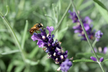 Gehörnte Mauerbiene (Osmia cornuta) im Lavendel