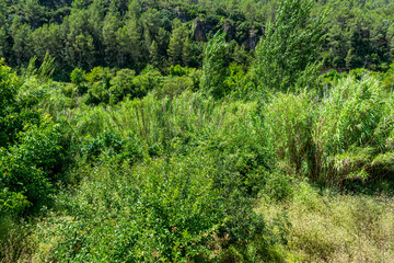 View of the landscape of the Mijares river bed with lots of vegetation in very green tones as it passes through the town of Ayodar