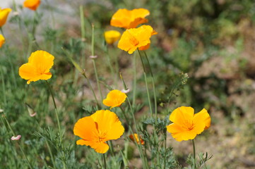 close up of yellow escholzia flowers