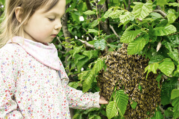 Kleine Imkerin streichelt Bienenschwarm in der Buchenhecke