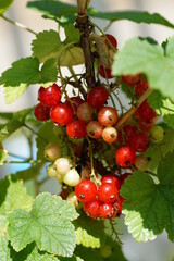 
currants, food, berry, macro, leaves and fruits, 