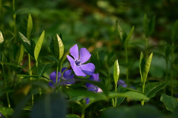 vinca minor in blooming period. purple periwinkle on sunny day