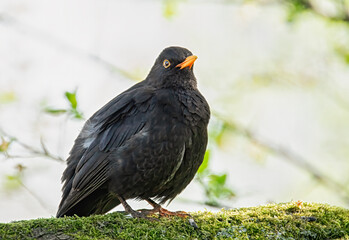 Amsel im Sonnenschein