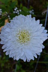 white chrysanthemum flower