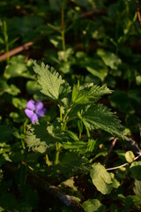 urtica dioica in the forest. nettle medicinal plant