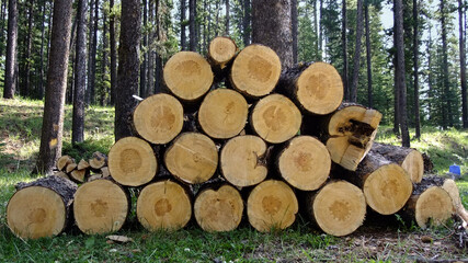 stack of axe chopped firewood in forest background setting