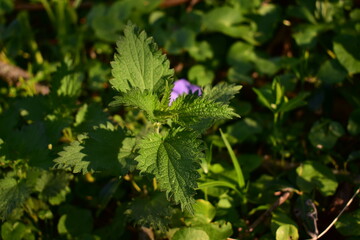 urtica dioica in the forest. nettle medicinal plant
