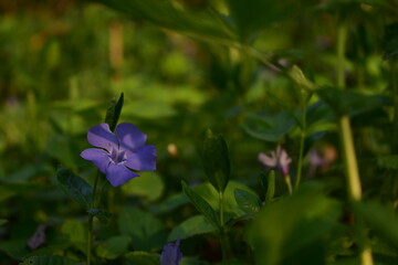 vinca minor in blooming period. purple periwinkle on sunny day