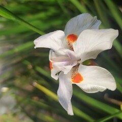 Fototapeta na wymiar white flower