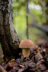 White mushrooms in the woods, on a background of leaves, bright sunlight. Boletus. Mushroom