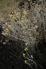 Macela Plant in the Mountains in Brazil