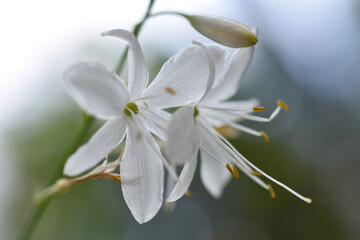  Rispige Graslilie, Anthericum ramosum, zarte Lilie in Winterfarben, weiß winterlich als Hintergrund und Grußkarte für Trauer und Gedenken © EvaRuth