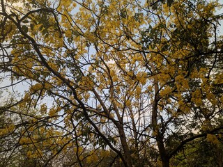 Trees in autumn, Yellow leaf tree, Beautiful leaves in autumn sunny day in foreground and blurry background in India. No people, close up, copy space.